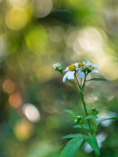 Wild flower (veltrahez)