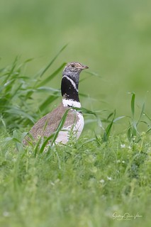 Sisón común / Little Bustard (Tetrax tetrax) (Santiago GV)