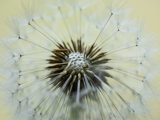 dandelion (ROGOdesign)