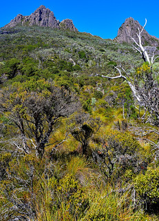 Cradle Mountain, Tasmania, Australia. (Philip Wood Photography)