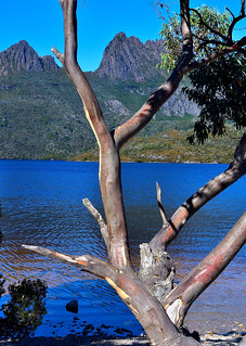 Cradle Mountain, Tasmania, Australia. (Philip Wood Photography)