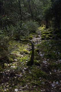 Contra-luz. (horacionicolaspena)
