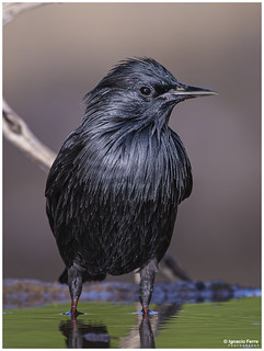 Spotless Starling (Ignacio Ferre)
