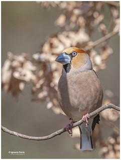 Hawfinch (Ignacio Ferre)