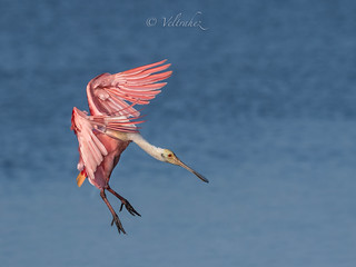 Roseate Spoonbill (veltrahez)