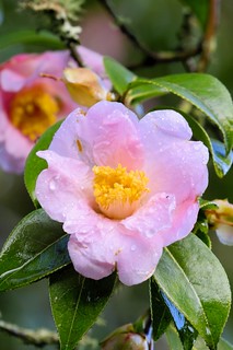 Camellia sasanqua 'Pink Goddess'. (r.zenon)