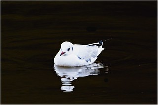 Black Headed Gull. (r.zenon)
