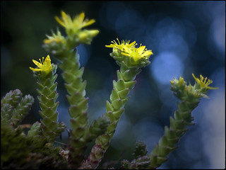 Llum viscuda (fotopsia.cat)
