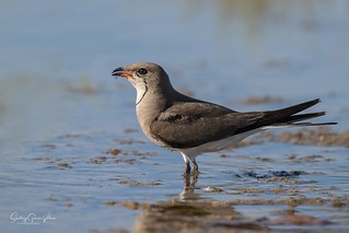Canastera común / Collared Pratincole (Glareola pratincola) (Santiago GV)