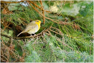 Robin. (r.zenon)