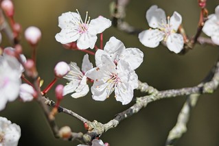 Spring Blossoms. (r.zenon)