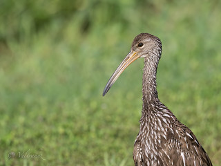 Limpkin (veltrahez)