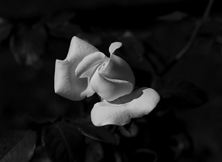 Zantedeschia aethiopica (Ger1969)