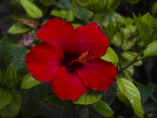 Chipiona, Hibiscus rosa-sinensis, llamado comúnmente rosa de China, cayena, amapola, hibisco, pacifico entre otros nombres (José Carlos Cabello)