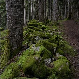 Pel damunt de les pedres (fotopsia.cat)