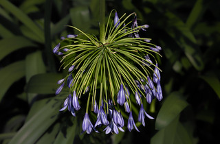 Agapanthus (Ger1969)