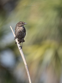 Red-winged Blackbird (Female) (veltrahez)