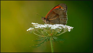 446A0943fliker (FEMCUA)