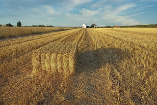Campos de Andalucía (Ildefonso Robledo)