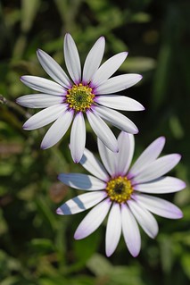 Daisy,Osteospermum. (r.zenon)