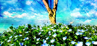 Saint-Germ&eacute; (Gers, Occitane, FR) &ndash; L&rsquo;arbre, les fleurs et le bleu du ciel (caminanteK)