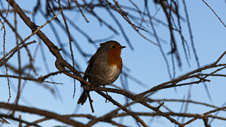 robin (S_Sotomonte)