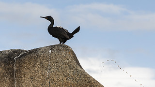 Cormor&aacute;n mo&ntilde;udo (S_Sotomonte)