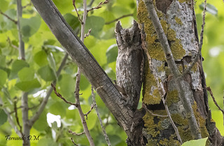 Autillo europeo (Otus scops) EUROPEAN SCOPS OWL (Fernando Dom&iacute;nguez Magar&iacute;n)