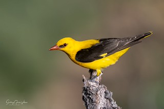 Orop&eacute;ndola europea / Eurasian Golden Oriole (Oriolus oriolus) (Santiago GV)
