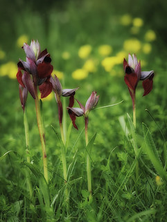 Lenguas silvestres en el prado/Wild tongues in the meadow (Aventuphoto)