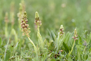 Orchis anthropophora (Javi Diez Porras)