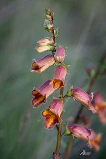 Digitalis obscura (A.J.Martinez.)