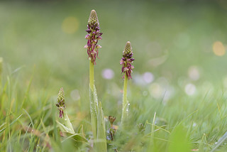 Orchis anthropophora (Javi Diez Porras)