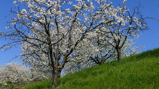 Kirschbaumbl&uuml;te im Remstal (Rolfmundi)