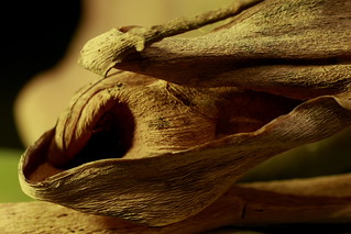 Natural textures (Vicent Ramiro)