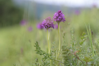 Anacamptis pyramidalis (Javi Diez Porras)