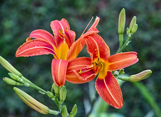 Las flores de una "cinta" (Santos M. R.)