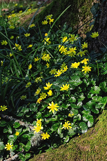 Flowers. (r.zenon)