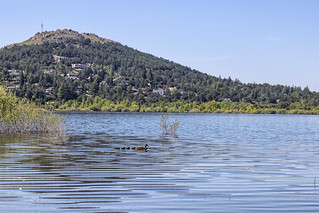 El pato feo sac&oacute; a los 5 patitos (lebeauserge.es)
