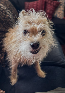 zuzu (Robert Borden)