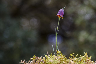 Fritillaria pyrenaica (Javi Diez Porras)