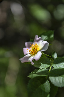 Escaramujo cerrudo (lebeauserge.es)