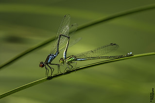 Belles demoiselles - Agrion (boblecram)