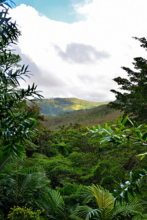 Parc provincial des Grandes Foug&egrave;res, New Caledonia. (Philip Wood Photography)