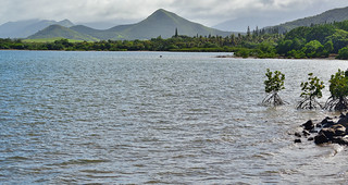 Warf De Tomo, New Caledonia. (Philip Wood Photography)