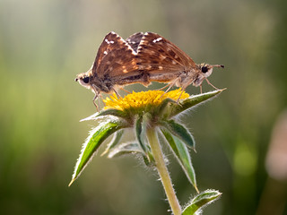 _6132770 (Alex Bejarano2012)