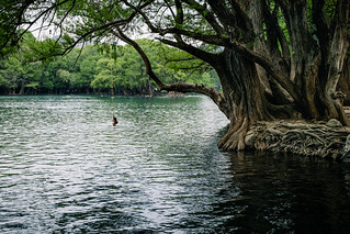Roots Embracing the Water (ROGOdesign)