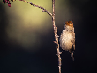 Curioso (AvideCai)
