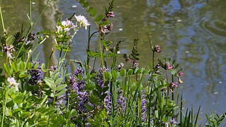 Natur (Rolfmundi)