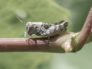 SALTAMONTES (BLAMANTI)